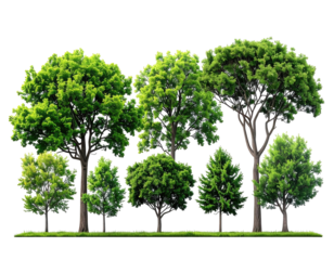 Lush green trees in a row (3)