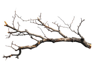 Fototapeta premium Dried branch against black background (1)