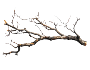 Dried branch against black background (1)