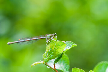 A small, fragile dragonfly sits on young tree leaves on a soft green background