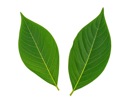 Close-up of two vibrant green leaves