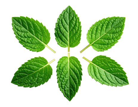 A symmetrical arrangement of vibrant green mint leaves