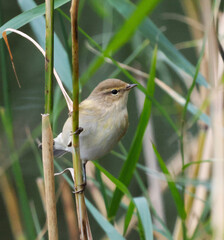 a small beautiful bird in the reeds of the beach