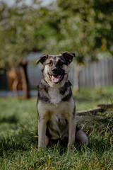 Happy mixed-breed dog sits on green grass in a sunny outdoor setting. The dog has a black and tan coat with a friendly expression.