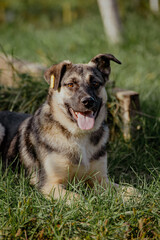 Happy mixed-breed dog sits on green grass in a sunny outdoor setting. The dog has a black and tan coat with a friendly expression.