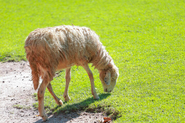 Close up the brown Sheep is rest in garden
