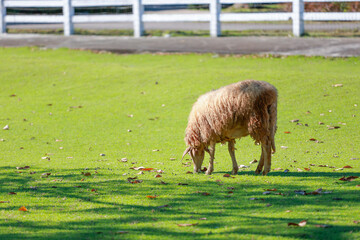 Close up the brown Sheep is rest in garden