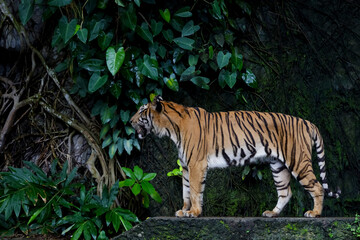 Close up Indochinese tiger is beautiful animal and dangerous