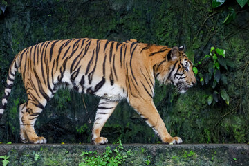 Close up Indochinese tiger is beautiful animal and dangerous