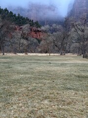 View from Zion canyon trail.