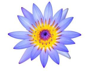 Fototapeta premium Vibrant blue lotus flower, detailed close-up