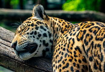 Jaguars !