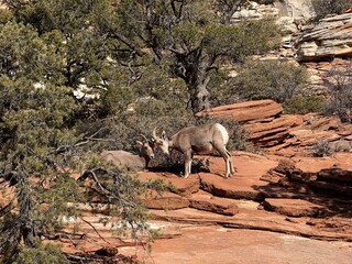Wild bighorn goat at Zion canyon, met while hiking.