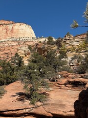 Wild bighorn goat at Zion canyon, met while hiking.