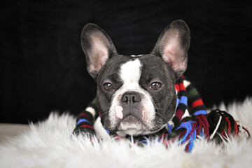 Portrait of a French Bulldog wearing a colorful striped scarf, sitting on a fluffy rug with black studio background.	
