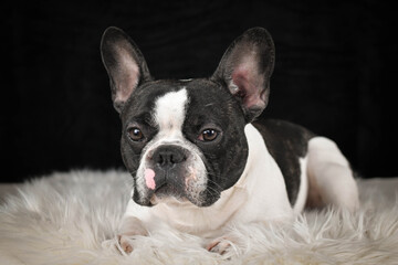French Bulldog lying on a fluffy white rug against a black background, looking calm and relaxed.	
