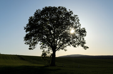Solitary Tree Against Setting Sun