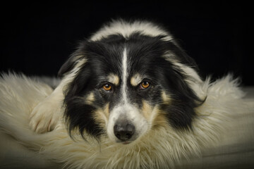 Close-up portrait of a black and white Border Collie lying on a fluffy white rug against a dark background.	