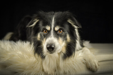 Close-up portrait of a black and white Border Collie lying on a fluffy white rug against a dark background.	