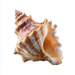 Large conch seashell with spiral ridges coastal beach natural object sandy environment close-up view ocean aesthetic