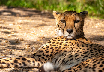 Into the wild - Cheetah !
