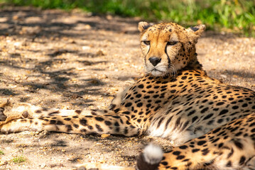 Into the wild - Cheetah !