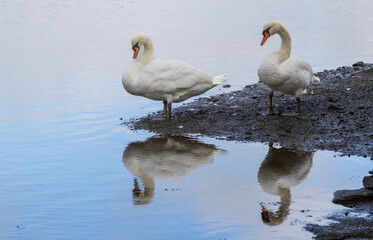 Obraz premium 2 swans (Cygnus olor) on the lakeside with reflections on the water. 