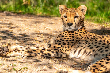 Fototapeta premium Into the wild - Cheetah !