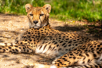 Into the wild - Cheetah !