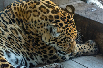 Into the wild - Jaguars !