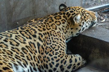 Into the wild - Jaguars !