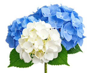 Close-up of three hydrangea blossoms