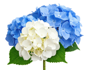 Close-up of three hydrangea blossoms