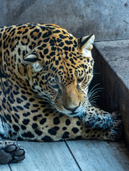 Into the wild - Jaguars !