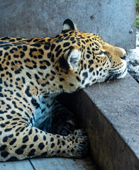 Into the wild - Jaguars !