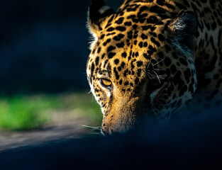 Into the wild - Jaguars !