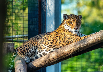 Into the wild - Jaguars !