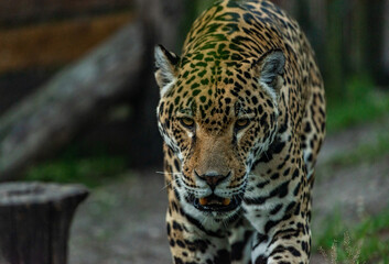 Into the wild - Jaguars !