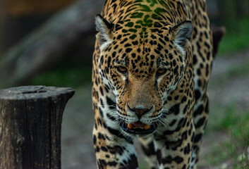 Into the wild - Jaguars !