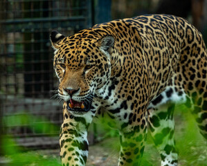 Into the wild - Jaguars !