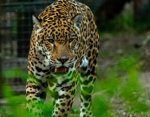 Obraz premium Into the wild - Jaguars !