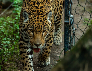 Into the wild - Jaguars !