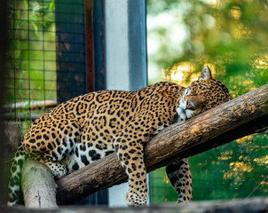 Into the wild - Jaguars !