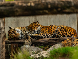 Into the wild - Jaguars !