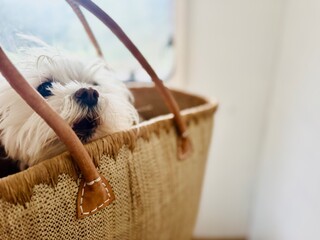 Adorable Dog Barking from Inside Basket-Style Bag, Head Peeking Out