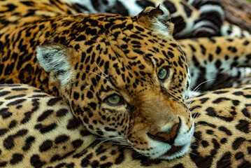 Into the wild - Jaguars