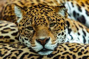 Into the wild - Jaguars