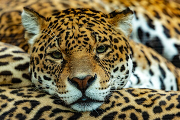 Obraz premium Into the wild - Jaguars