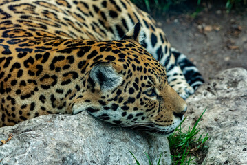 Into the wild - Jaguars