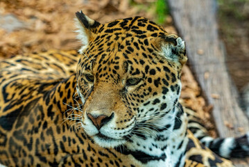 Into the wild - Jaguars